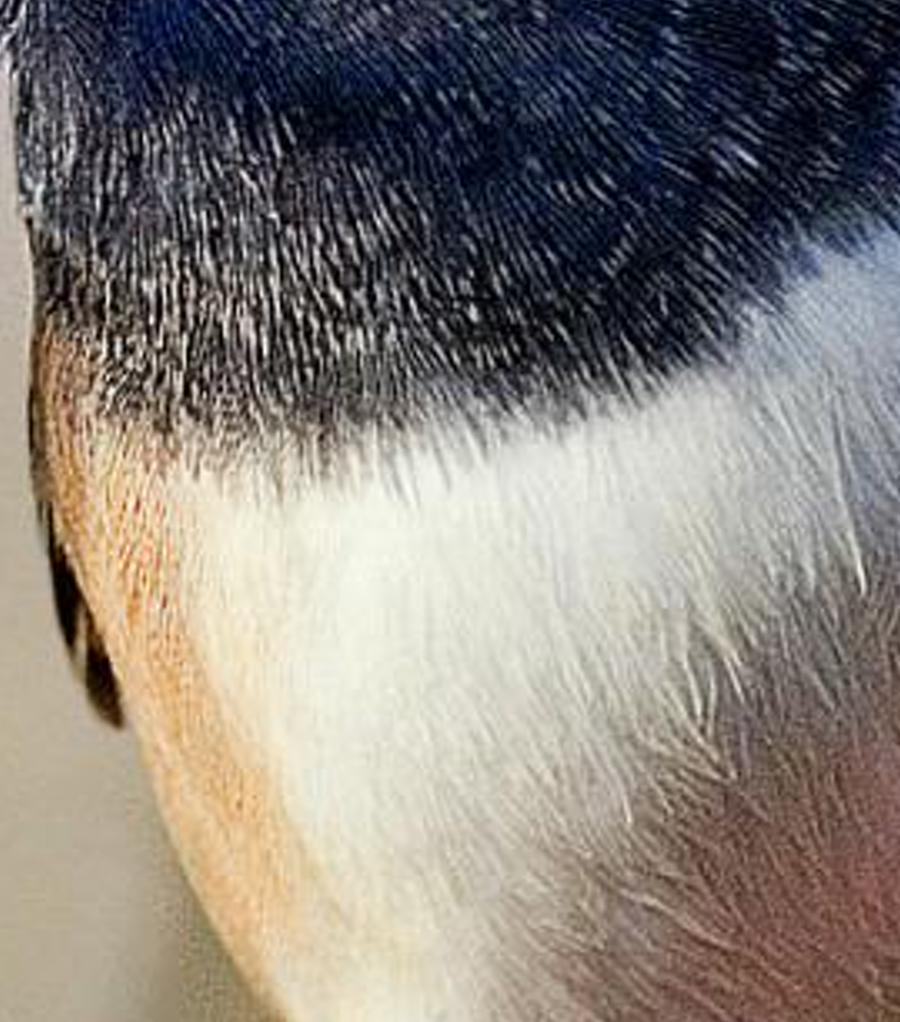 psthal's profile banner image