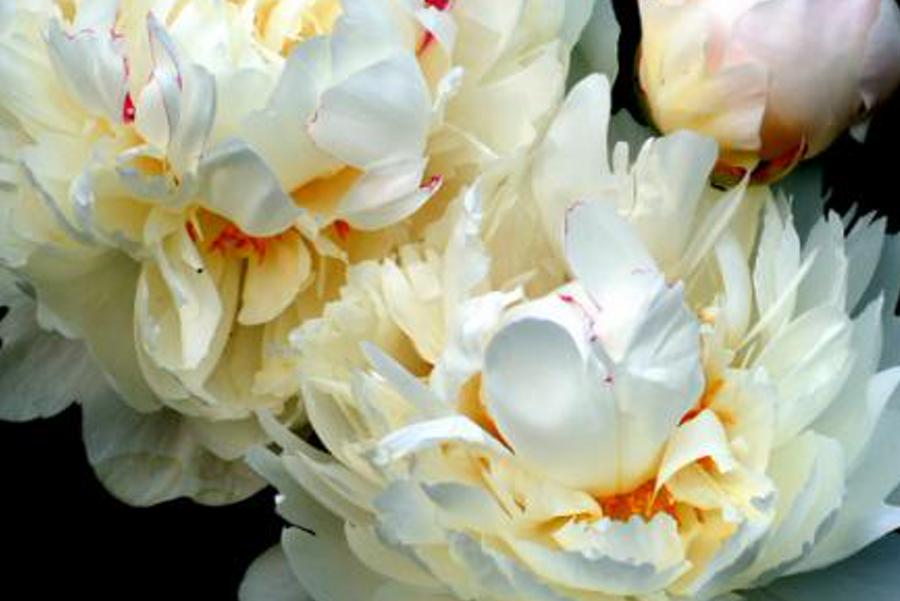 lermmic's profile banner image