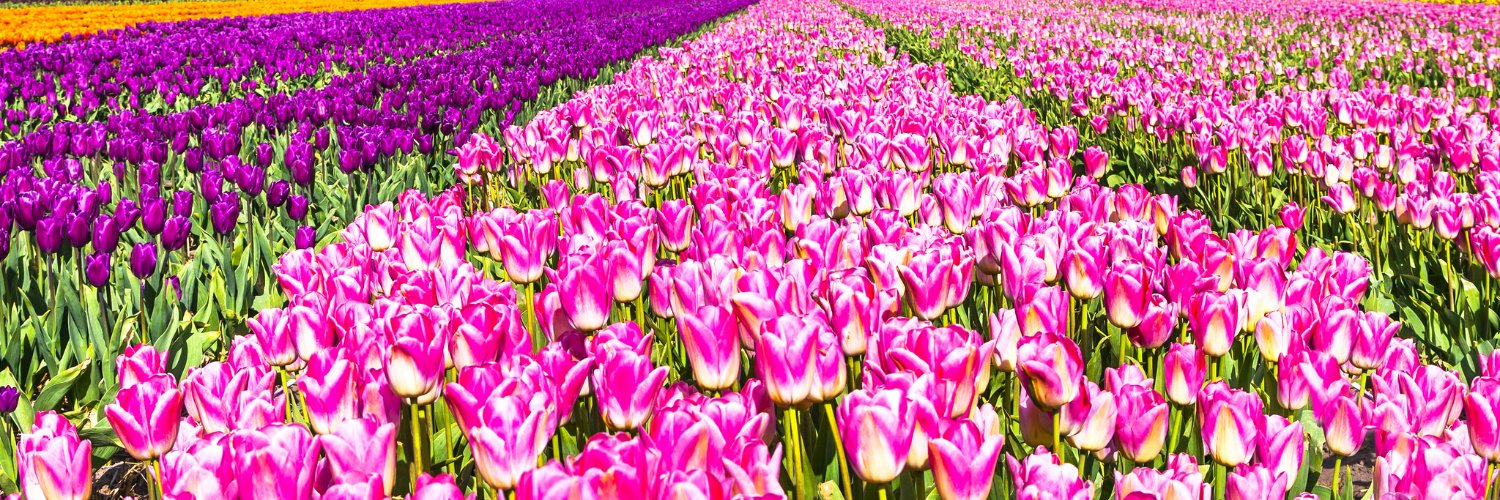 Miss Tweetszz 🌷 banner