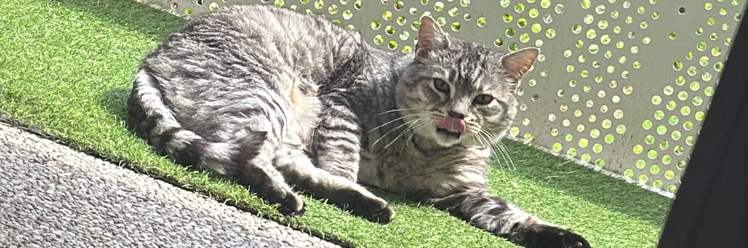 chatonparisien's profile banner image