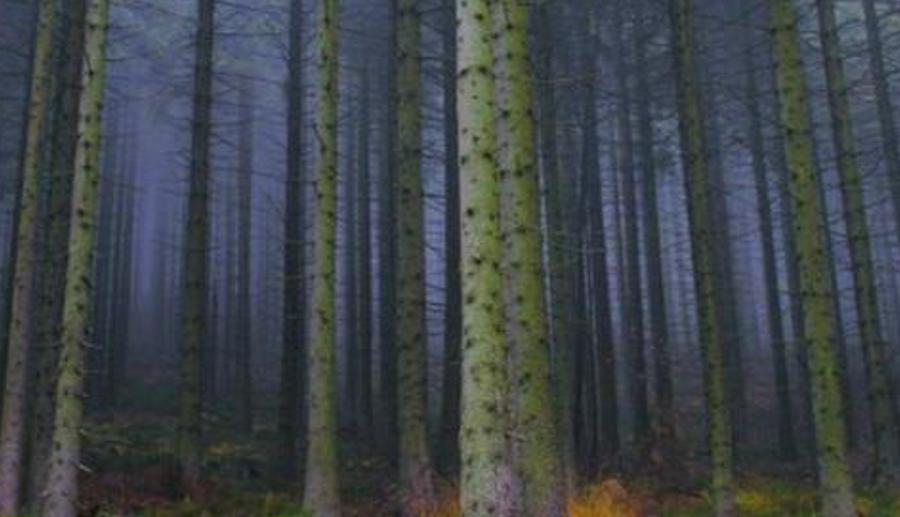 tevaspan's profile banner image