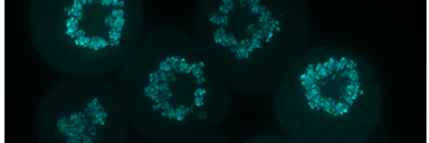 EPIC_Unit@pasteur's banner