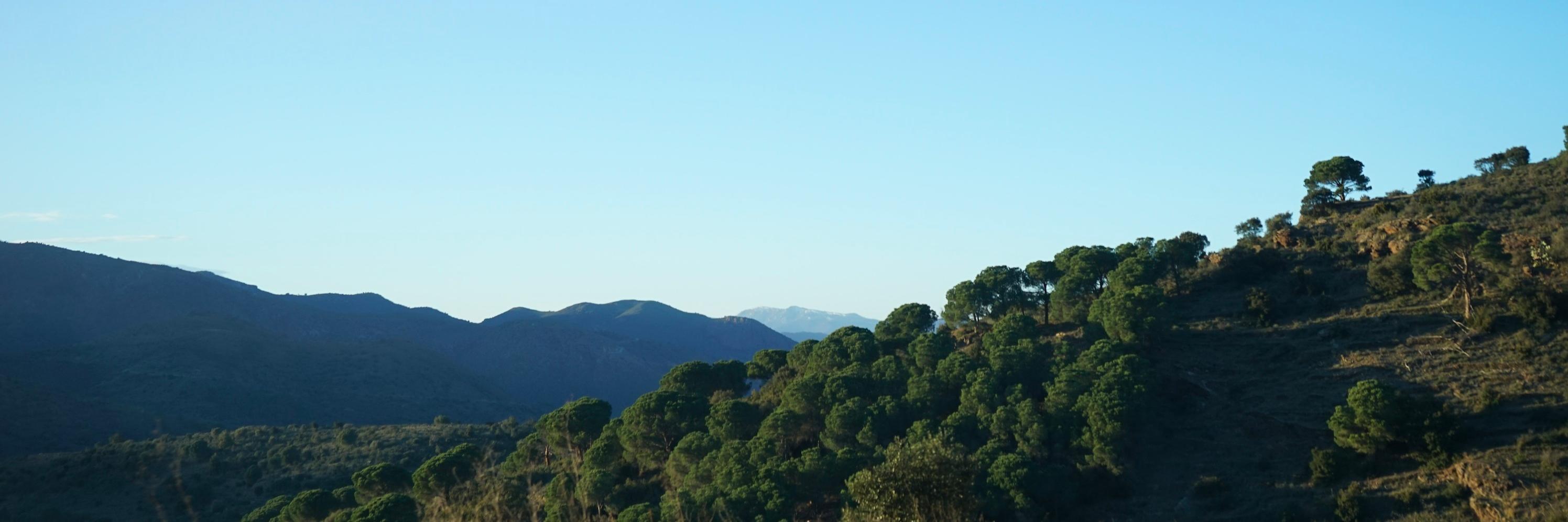 Foresta Collective banner