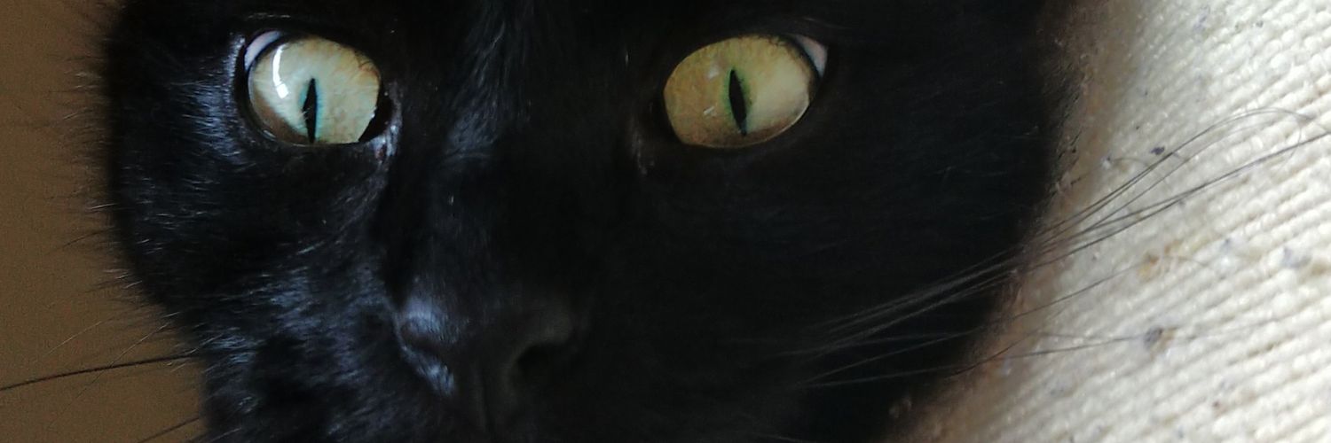 Schleuti's profile banner image