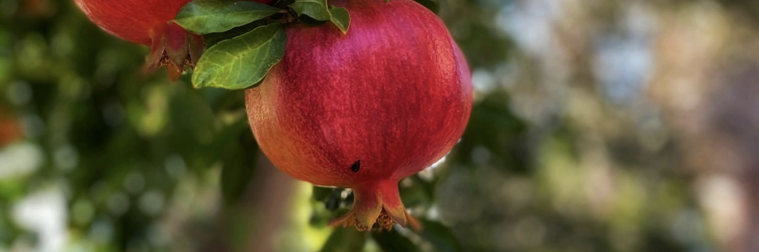 Najat- ܢܓ̰ܐܬ banner