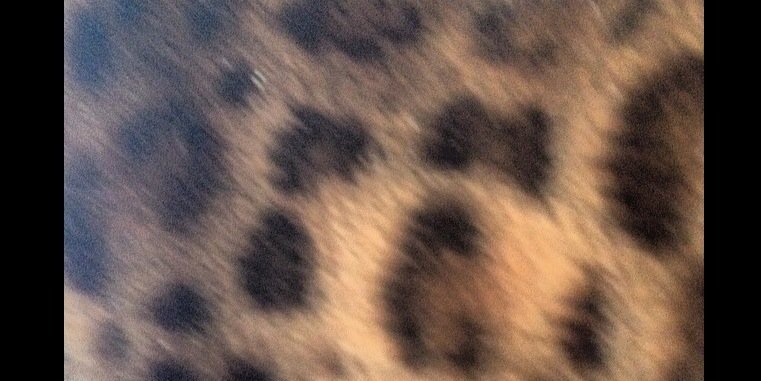 ScarletKitty's profile banner image
