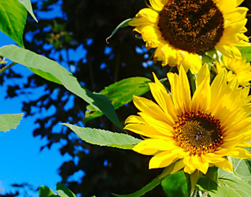 gnferip's profile banner image