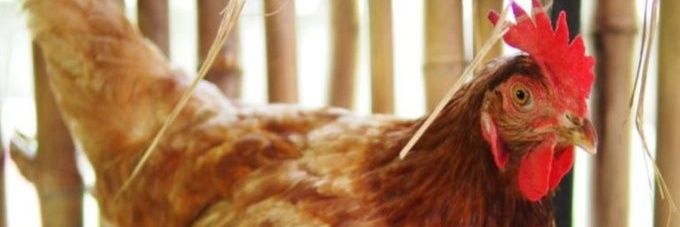 DenisWitman's profile banner image