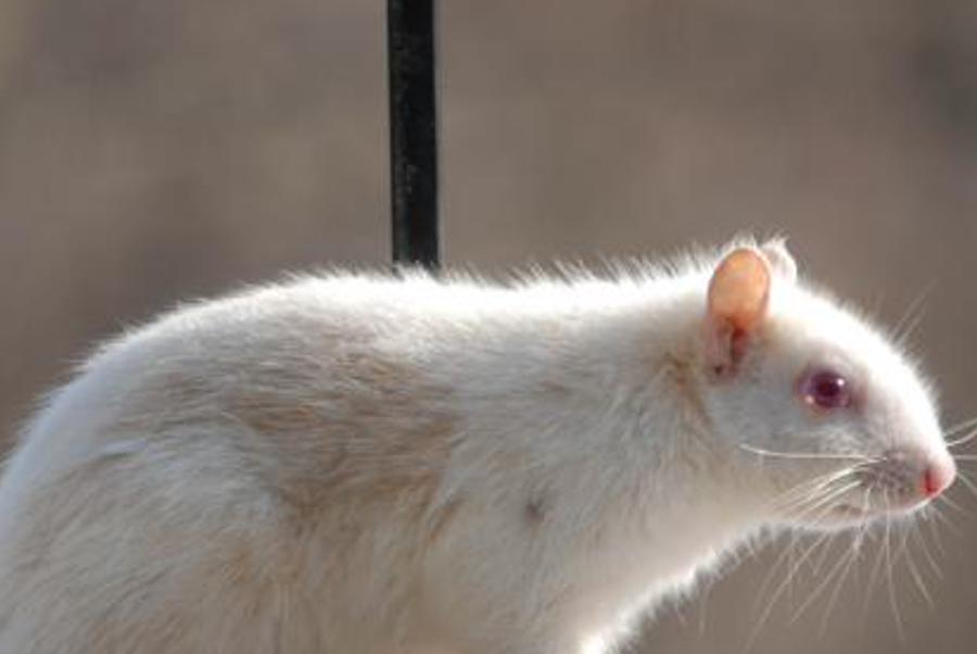 ntellilob's profile banner image