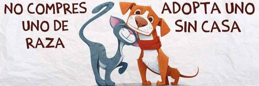 Antonella banner