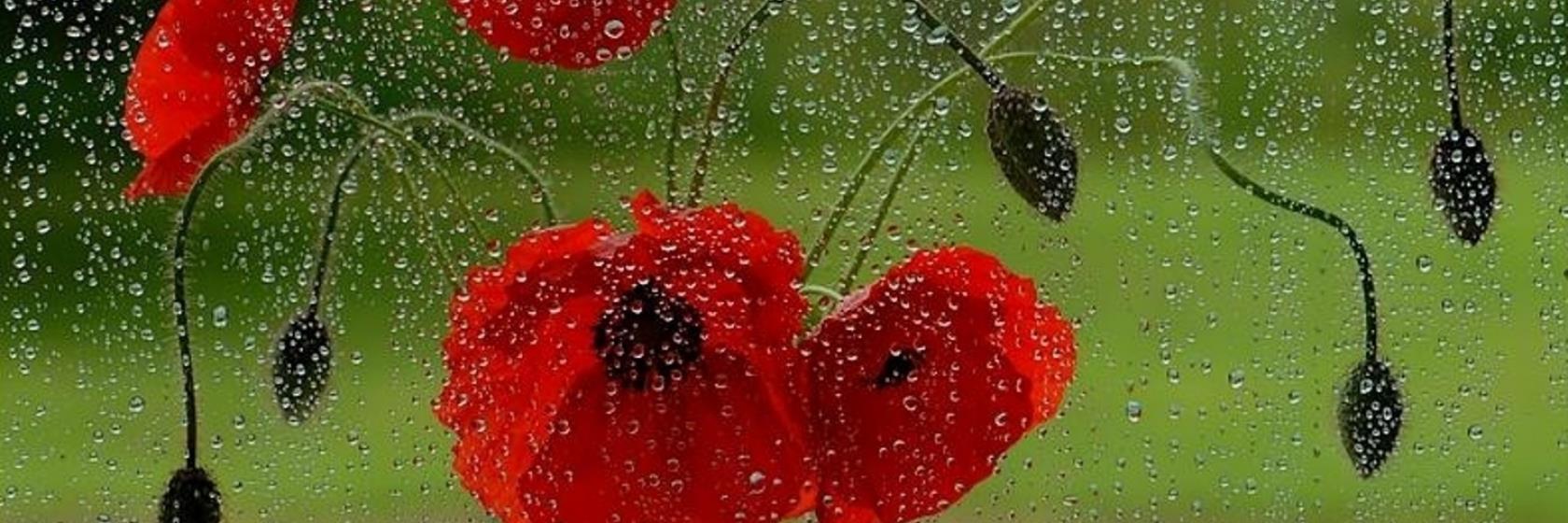 charlaerq88's profile banner image