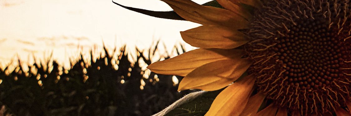 taiiblauth's profile banner image