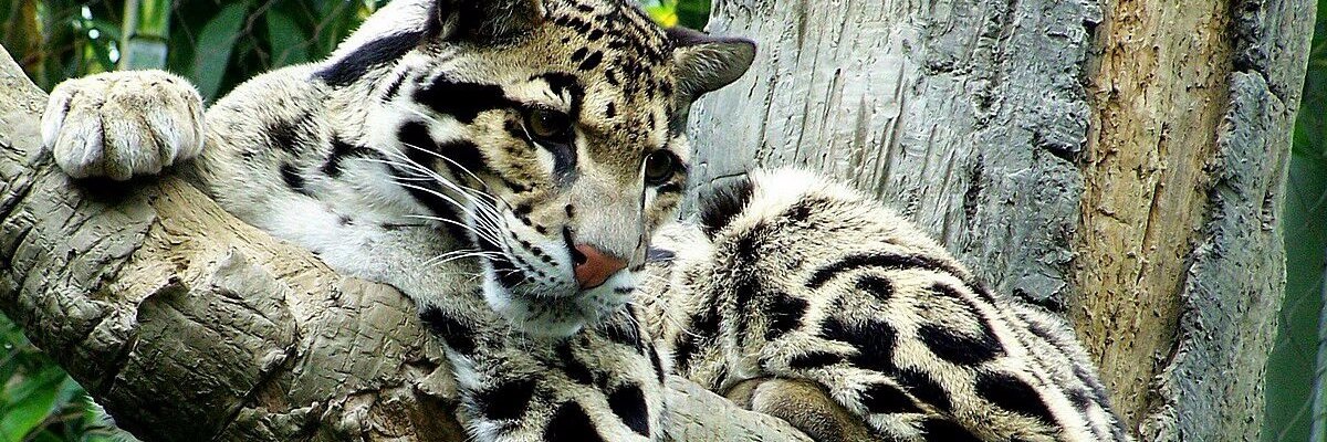 wolfcats_shadow's profile banner image