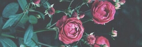 thamirysf_19's profile banner image
