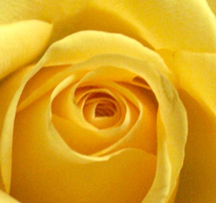 ssmifror's profile banner image