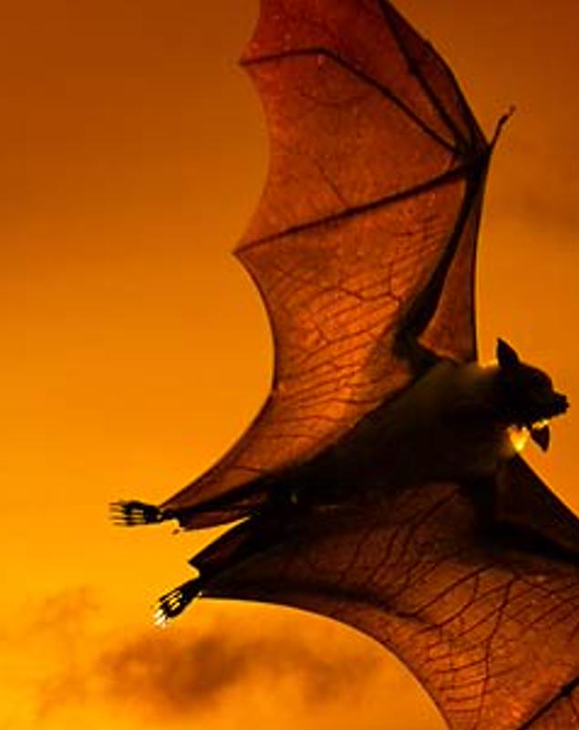 mpelyem's profile banner image