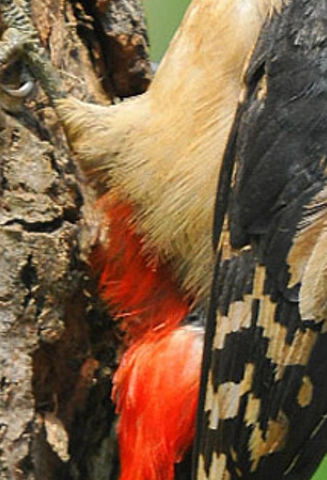 ebroreve's profile banner image