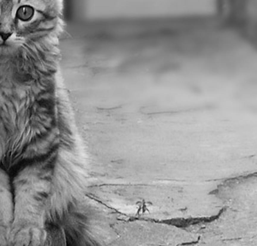 rtatolicrico's profile banner image