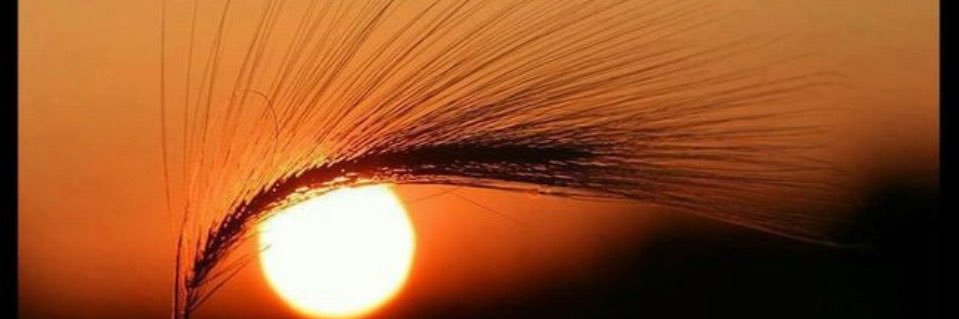 Dr. Saeed Alshahrani banner