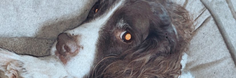 gemini_forster's profile banner image