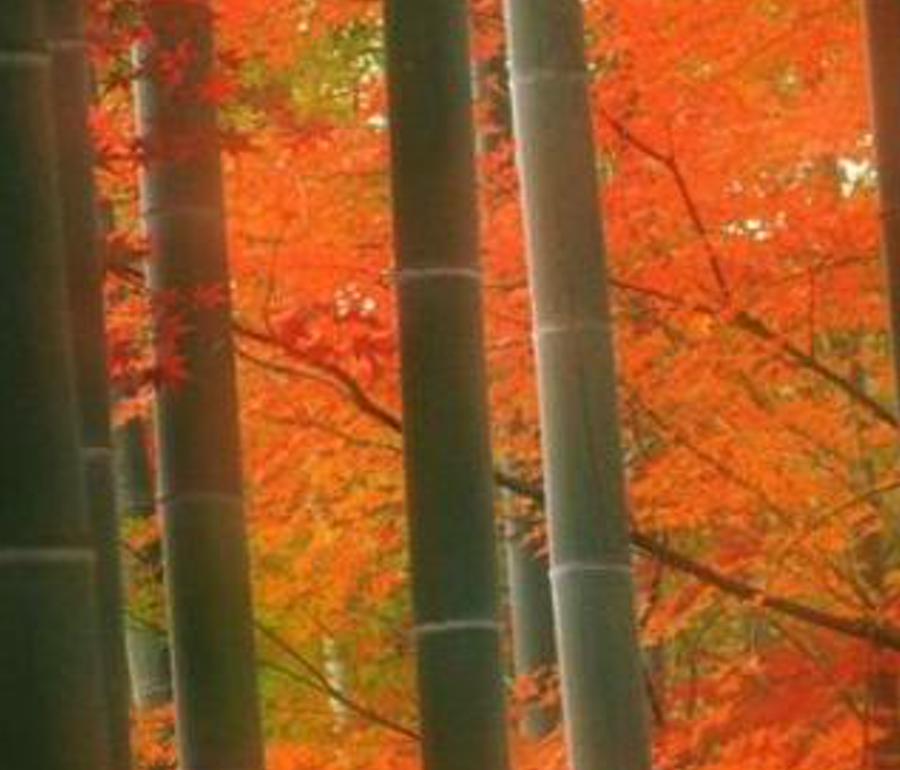 izeredanda's profile banner image