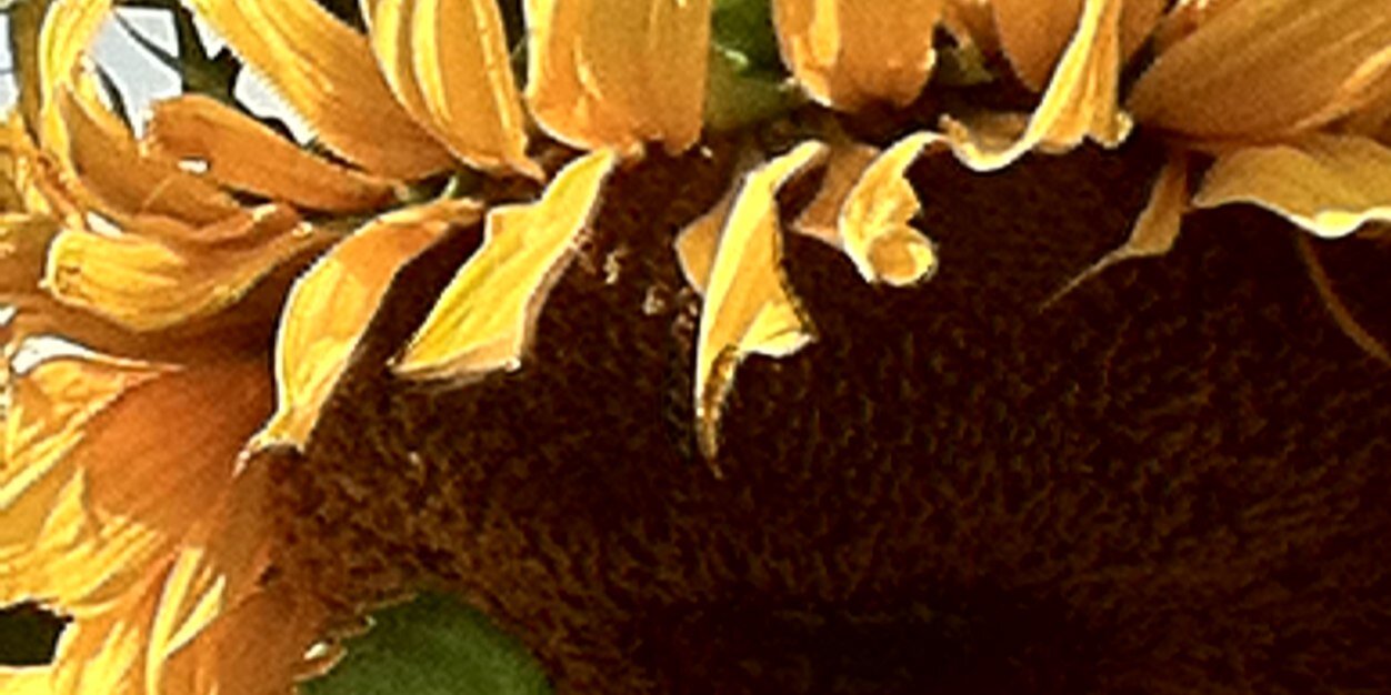 Sheryl Miller banner
