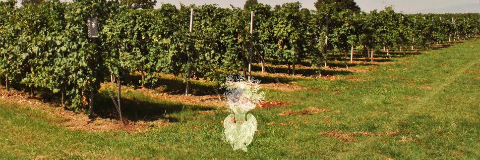 Sentiowines's profile banner image