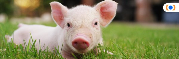 MercyForAnimals Profile Banner