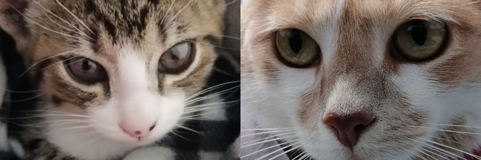 KarenSibyle's profile banner image