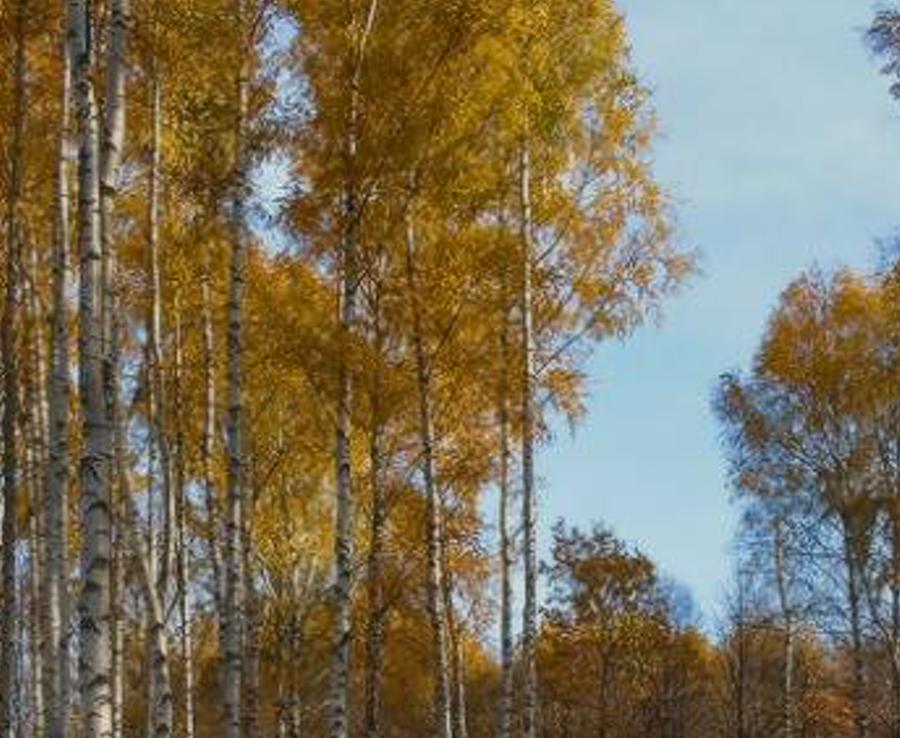 onallorr's profile banner image