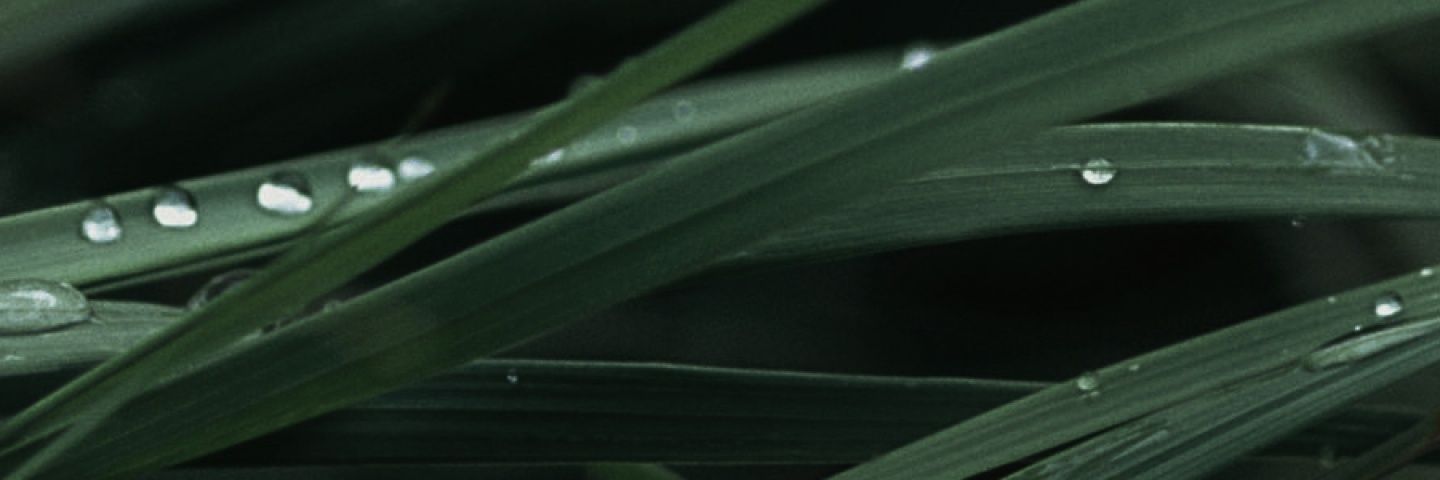 ditmargrim's profile banner image