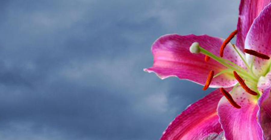 natoninibledi's profile banner image