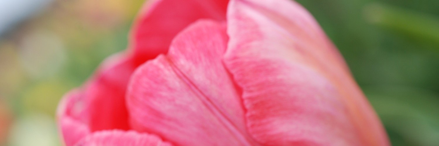 bethknost's profile banner image