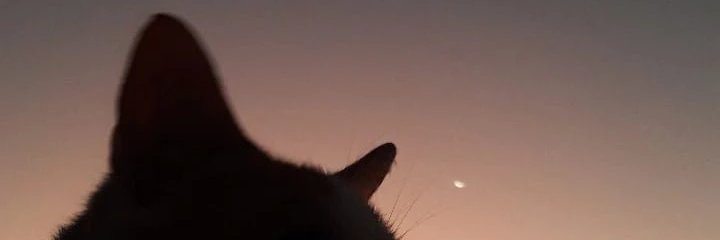 мιℓєηα𐦍 banner