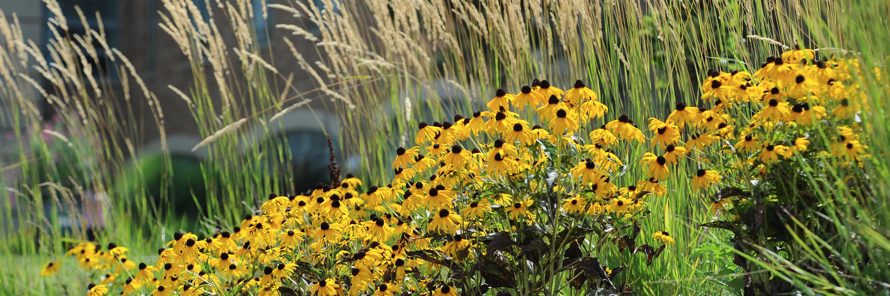 debrajohnsonEMU's profile banner image