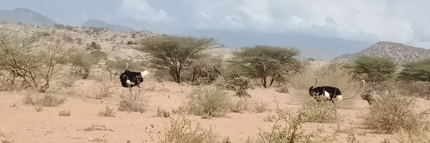 bonochy's profile banner image