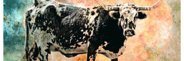 stephfromAustin's profile banner image