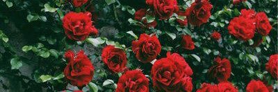 laurengdrall's profile banner image