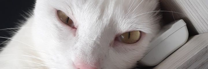 fefekbubu's profile banner image