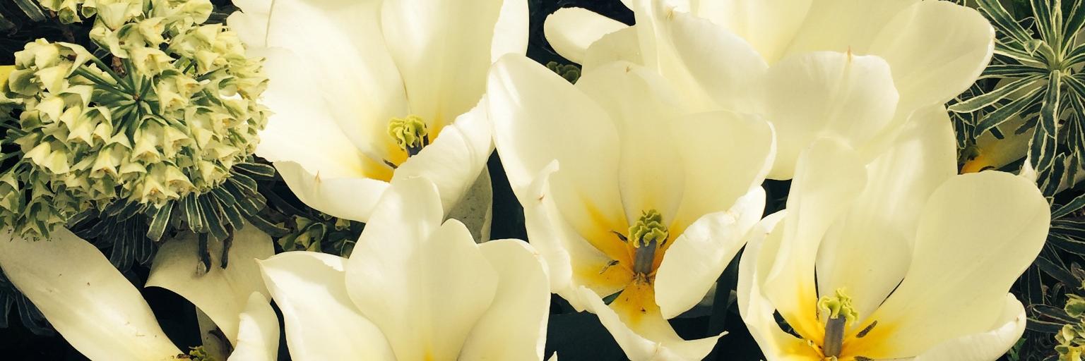 Pranoti Hiremath banner