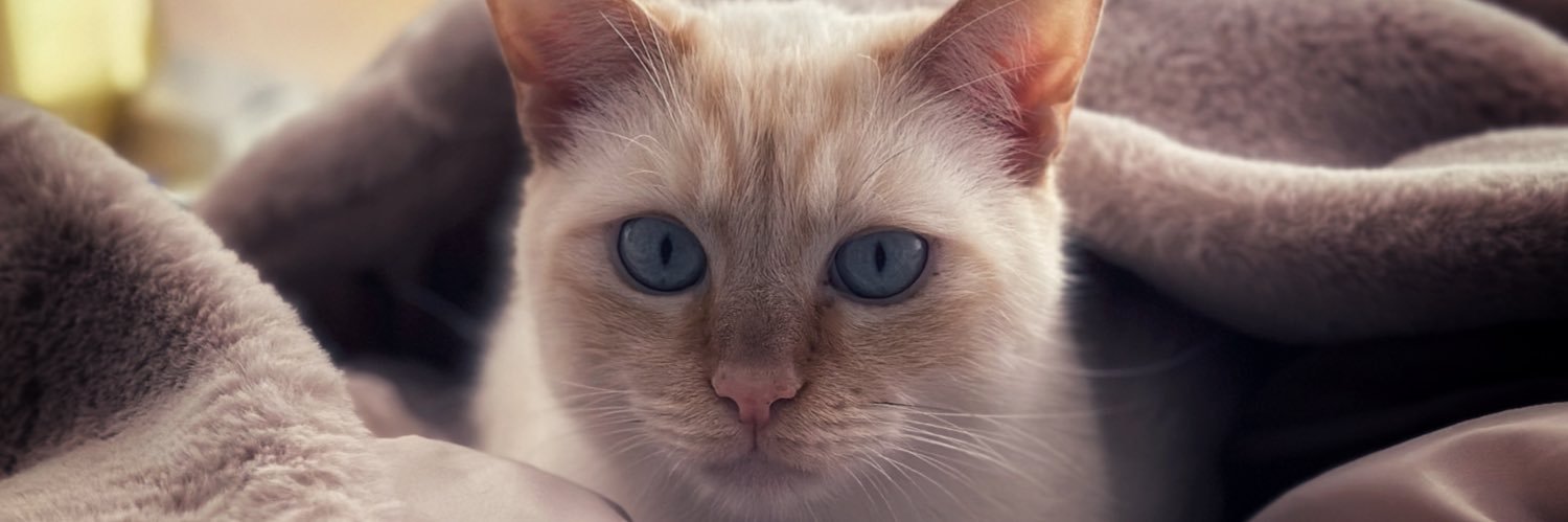 Vecteroso's profile banner image