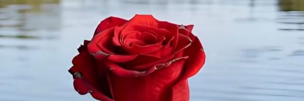 JoseVilla2109's profile banner image