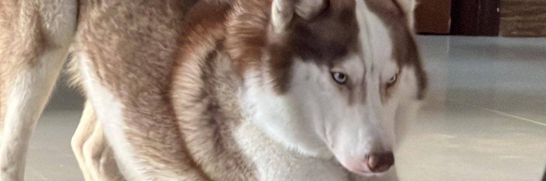 jasmin banner