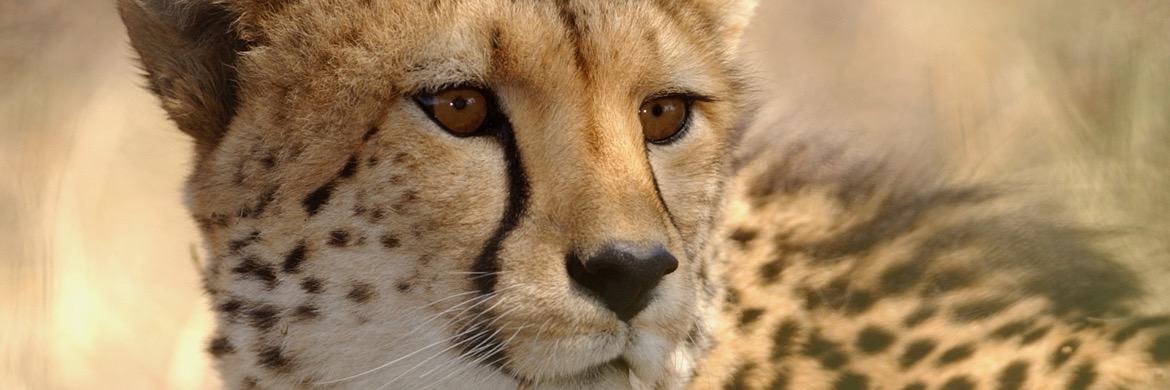 CheetahConsBots's profile banner image
