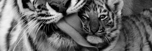 _Janielid's profile banner image