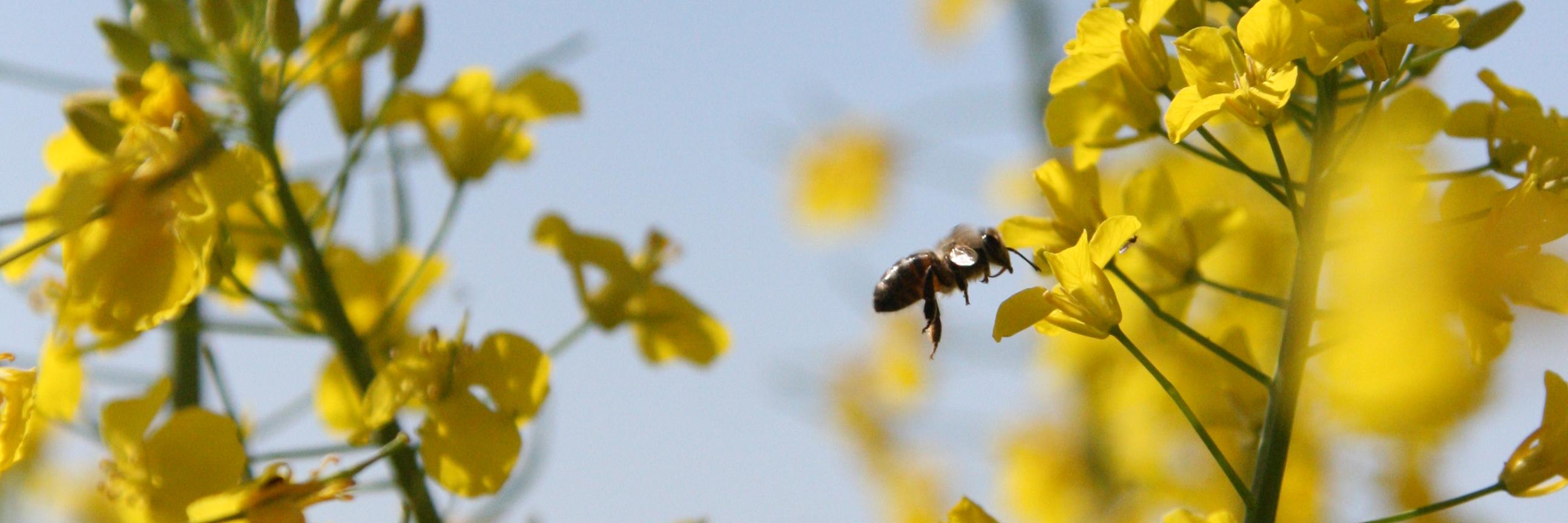 Julia Landrieu banner