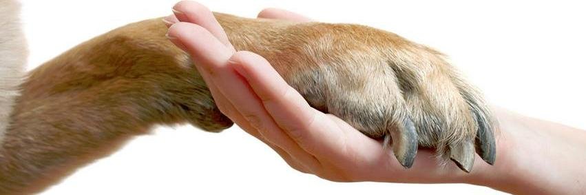 FunPawCare's profile banner image