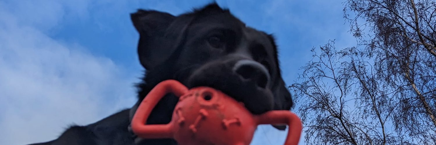 dixie_guidedog's profile banner image