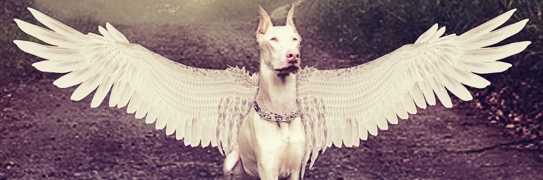 #LiveAndLetLive banner