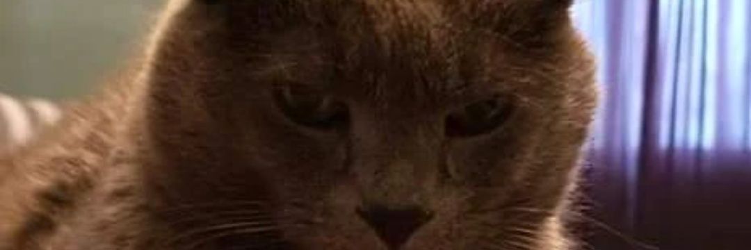DerVaspel's profile banner image